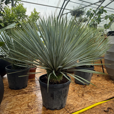 Yucca Rostrata