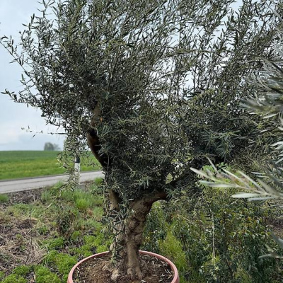 Olivenbaum in Tontopfoptik 
