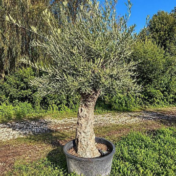 Olivenbaum 7