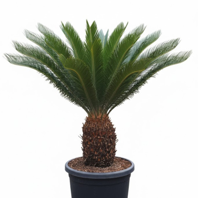 Japanischer Sago Palmfarn Cycas revoluta 25 Liter