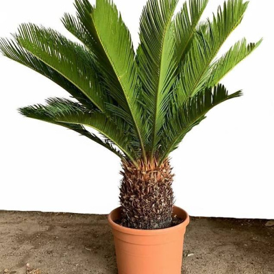 Japanischer Sago Palmfarn Cycas revoluta 10 liter