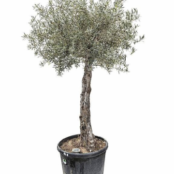 Olivenbaum 13