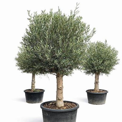 Olivenbaum C-100L (40/60)