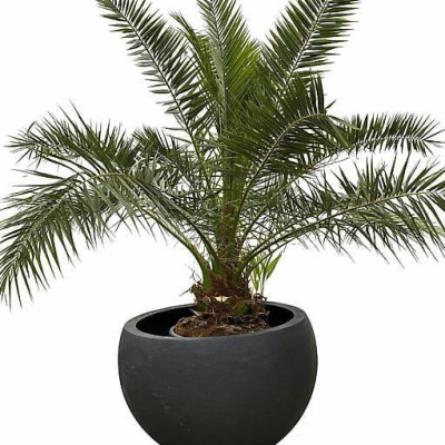 Phoenix canariensis