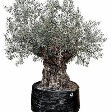 Olivenbaum 20