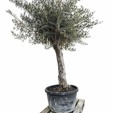 Olivenbaum 015