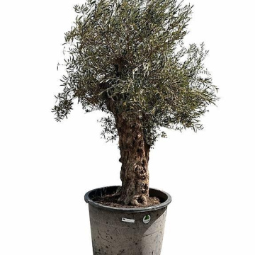 Olivenbaum 7