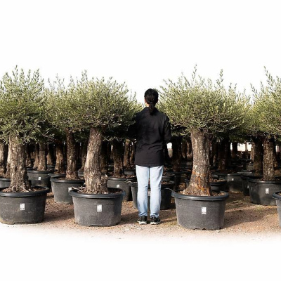 Olivenbaum - 40/60 - 100L