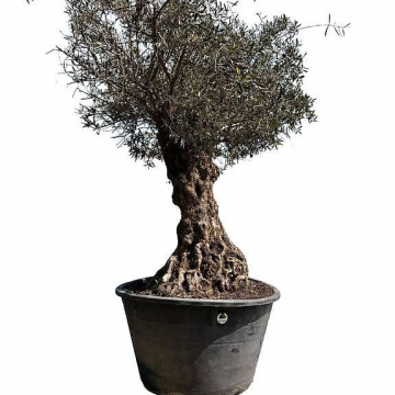 Olivenbaum 5