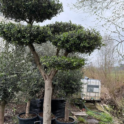 Olivenbaum "Pom-Pom 2"