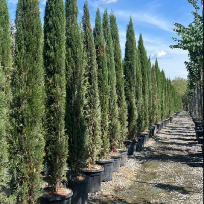Mittelmeer-Zypresse 200 cm - 225 cm