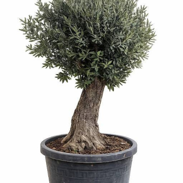 Olivenbaum 21