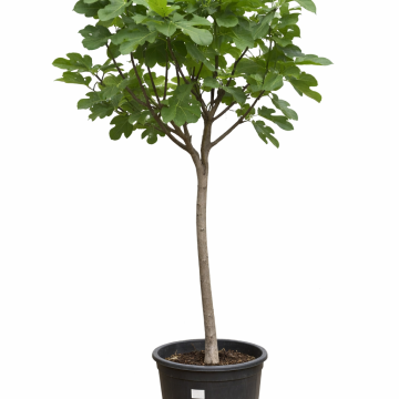 Feigenbaum Gr. L