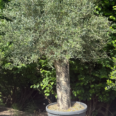 Olivenbaum "Extra III"