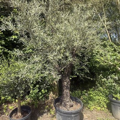 Olivenbaum "Old Skin" 