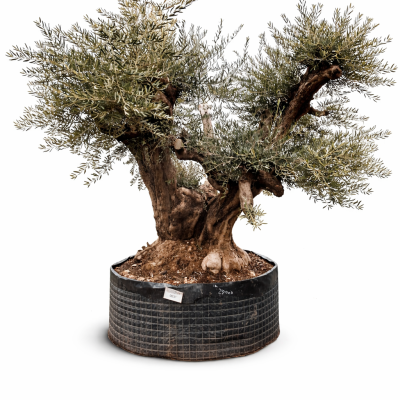 Olivenbaum "Gigantus"