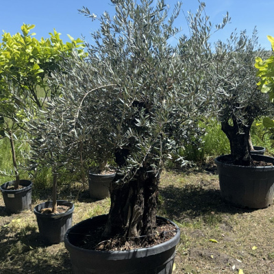 Olivenbaum "Piccolino"