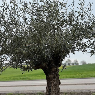 Olivenbaum "Olea Europea 9"