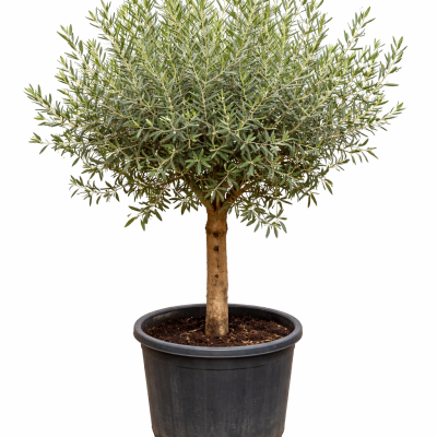 Olivenbaum "Sieben Zwerge"