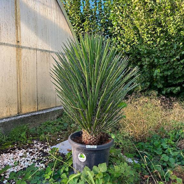 Yucca Filifera 25L