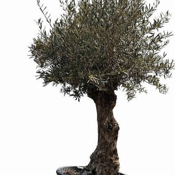 Olivenbaum 9
