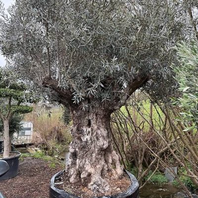 Olivenbaum "Olea Europea 20"