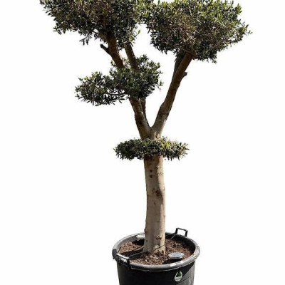 Olivenbaum "Pom-Pom 2"