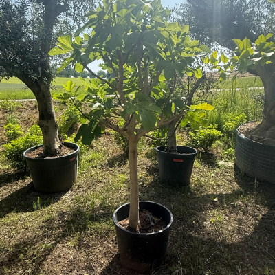 Feigenbaum Gr. XL