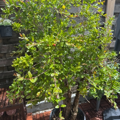 Granatapfelbaum