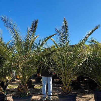Kanarische Dattelpalme (Phoenix canariensis)