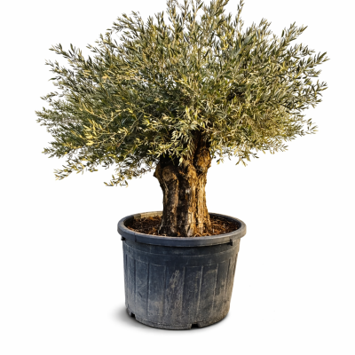 Olivenbaum "Piccolino"