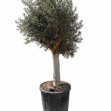 Olivenbaum  8