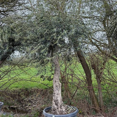Olivenbaum "Olea Europea 13"