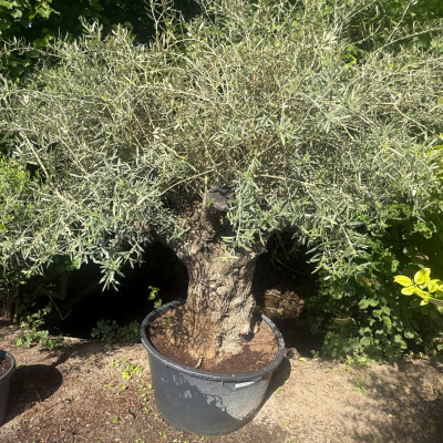 Olivenbaum "Big one"