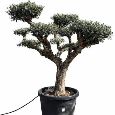 Olivenbaum Olea Europaea Pom-Pom