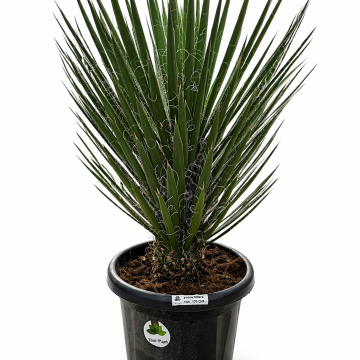 Yucca Filifera 25L