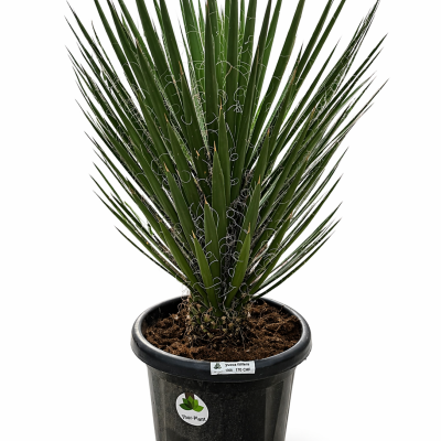 Yucca Filifera 25L