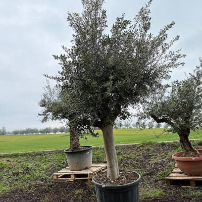 Olivenbaum "Olea Europea 8"