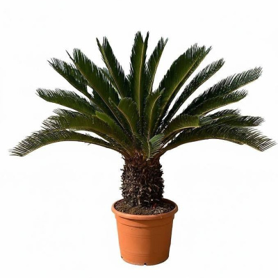 Japanischer Sago Palmfarn Cycas revoluta 15 liter