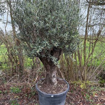 Olivenbaum "Olea Europea 15"