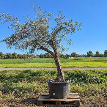 Olivenbaum 016