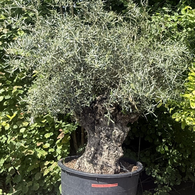 Majestätischer Olivenbaum 