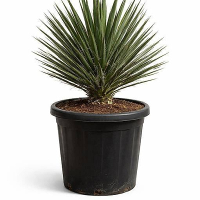 Yucca Filifera 25L