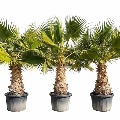 Washingtonia Robusta