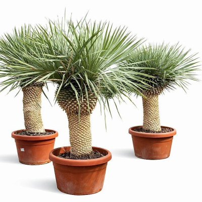 Yucca Rostrata Tronco