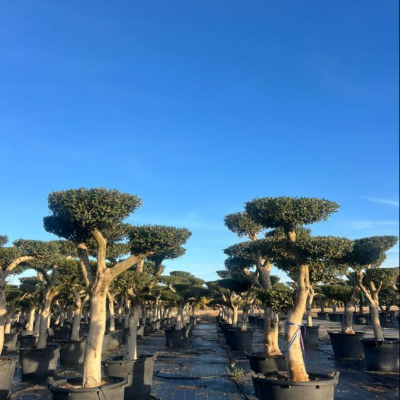 Olivenbaum Olea Europaea Pom-Pom