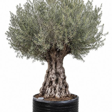 Olivenbaum "Olea Europea 22"