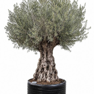 Olivenbaum "Olea Europea 22"
