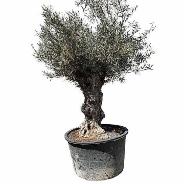 Olivenbaum 3