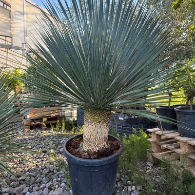 Grosse Yucca Rostrata 